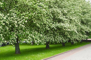 Bir dağ kül İskandinavya ağaçların çiçek açan cadde (Sorbus Intermedia (ehrh.) (Pers) Bahar