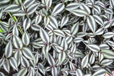 Tradescantia Zebrina. Yaprakları bir arka plan