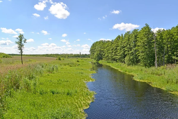 Översvämning slätten av Älvängen på sommaren solig dag. Kaliningrads region — Stockfoto