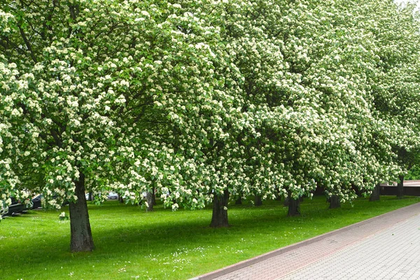 The avenue of the blossoming trees of a mountain ash Scandinavia (Sorbus intermedia (Ehrh.) Pers.) Spring — Stock Photo, Image