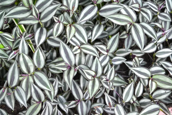 Tradescantia zebrina. Een achtergrond van bladeren — Stockfoto