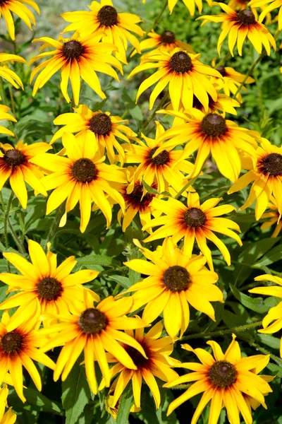 Flowers of a coneflower hairy (Rudbeckia hirta L.). Background Stock Photo