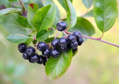 Bir aroniya (dağ kül) çilek siyah-meyve (Aronia melanocarpa (Michx.) Elliott) yakın yukarı