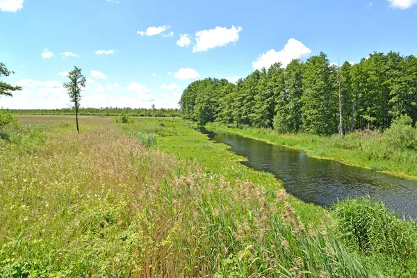 Malá řeka Meadow v létě slunečného dne. Kaliningradská oblast — Stock fotografie