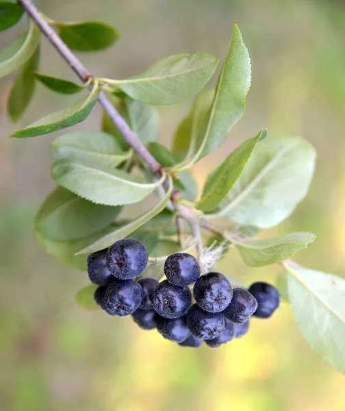 Frutos de una aroniya (ceniza de montaña) de frutos negros (Aronia melanocarpa (Michx.) Elliott) de cerca —  Fotos de Stock