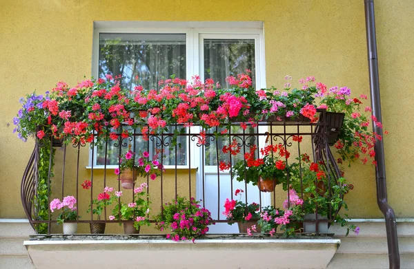 Dekoratív virág a ház erkélyén — Stock Fotó