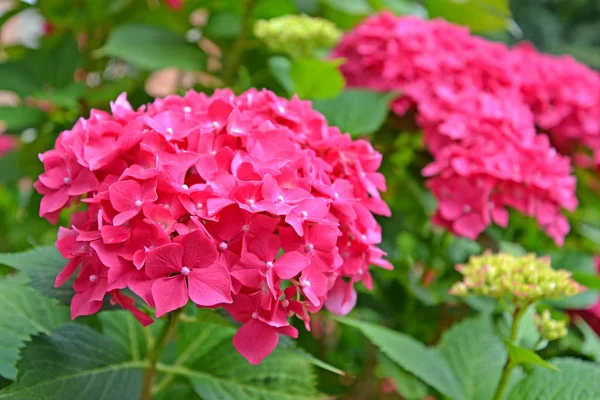 Ljusa blomställningar av en Hydrangea, färg fuchsia (Hydrangea L — Stockfoto