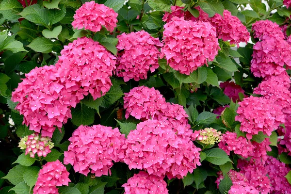 Hortensie der Farbe fuchsia (Hortensie l.) — Stockfoto