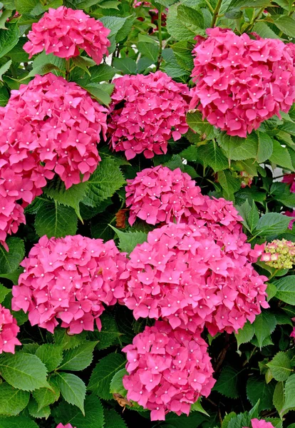 De bloeiende hortensia van kleur een fuchsia (hortensia L.) — Stockfoto