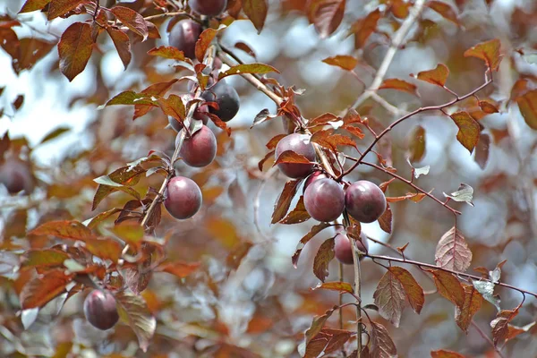 Plum it is red-leaved, Pissardi's grade (Prunus cerasifera var. pissardii). Fruits on a branch — Stock Photo, Image