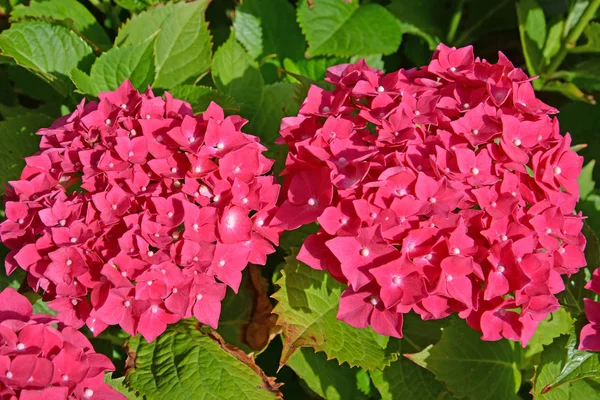 Большие соцветия гортензии (Hydrangea L.), вид сверху — стоковое фото