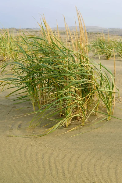 Devasa dev (Leymus racemosus (Lam.) Tzvelev) Curonian Spit kumulları üzerinde yetişir. Kaliningrad Bölgesi