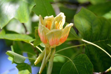 Büyük Lale Liriodendron Çiçeği (Lale Ağacı) (Liriodendron tulipifera L.)