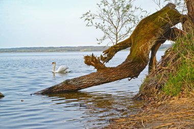 Kuğu, Vichtynetskii Gölü'nden aşağı yaslandı. Kaliningrad bölgesi