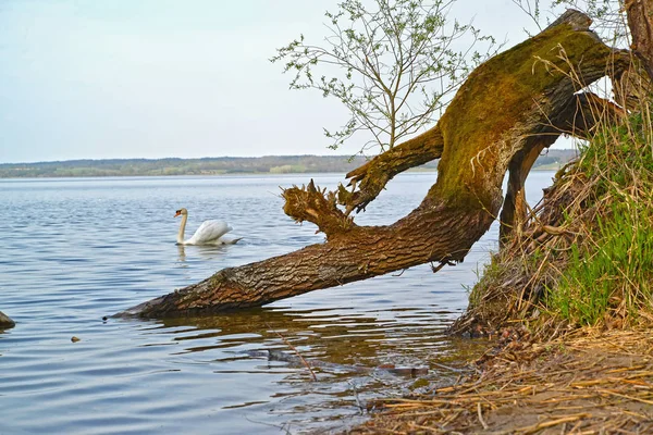 El cisne navega por el lago Vichtynetskii más allá de un árbol caído. Región de Kaliningrado — Foto de Stock