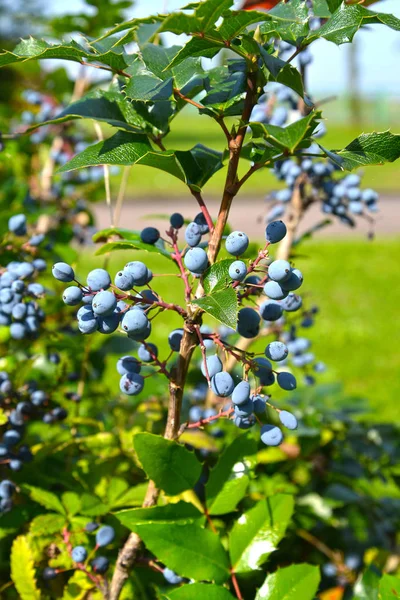 Cepillos con bayas de Mahonia holly (Mahonia aquifolium (Pursh) Nutt .) — Foto de Stock