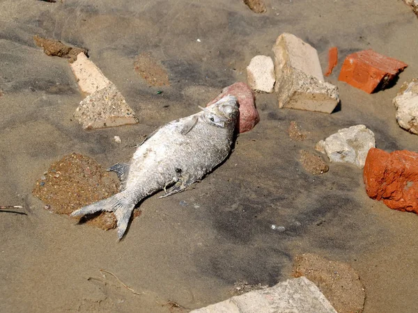 Dead fish lies among beaten bricks on sand — Stock Photo, Image