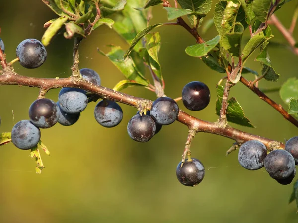 Fruto ternario maduro (Prunus spinosa L.) primer plano — Foto de Stock