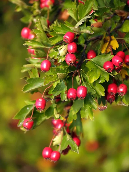 Érett galagonya gyümölcs (Crataegus L.) — Stock Fotó