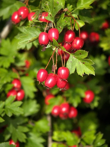 Ripe hawthorn fruit (Crataegus L.) close-up — Stock Photo, Image