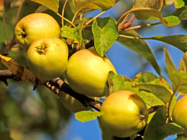 Ripe apples (Malus domestica) close-up — Stock Photo, Image