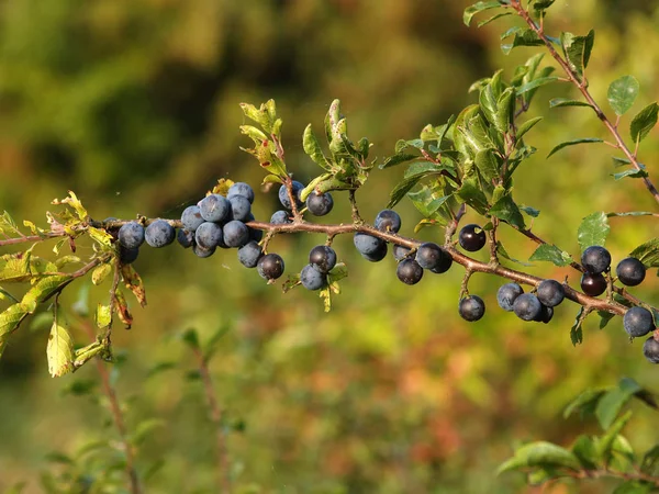 Ramo con frutti ternari (Prunus spinosa L .) — Foto Stock