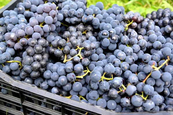 Manojos de uva negra Isabella close-upbox —  Fotos de Stock