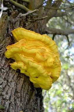 Kükürt rafmantarı (Laetiporus sulphureus (Boğa)) Murrill) bir ağaç gövdesi üzerinde