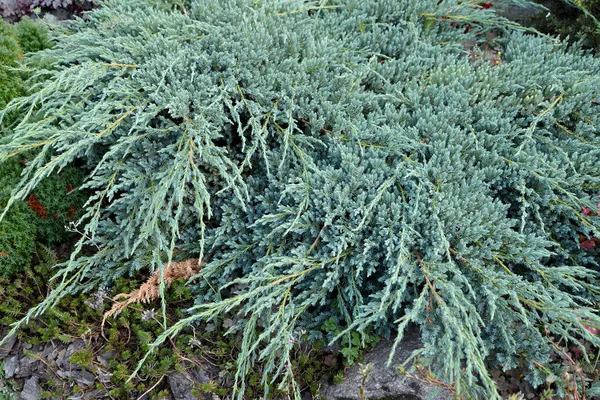 Savin enebro, variedad Glauca (Juniperus sabina Glauca ) —  Fotos de Stock