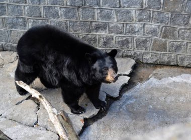 Ayı baribal (Ursus americanus Pallas) açık alanda yürür 