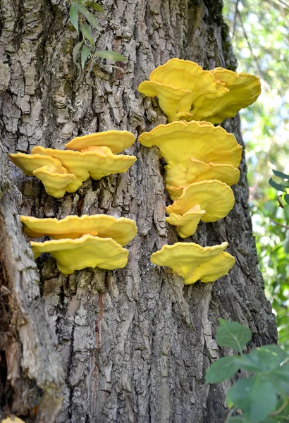 Colonie de champignons-culottes jaune soufre (Laetiporus sulphureus (Bull.) Murrill) sur l'arbre — Photo