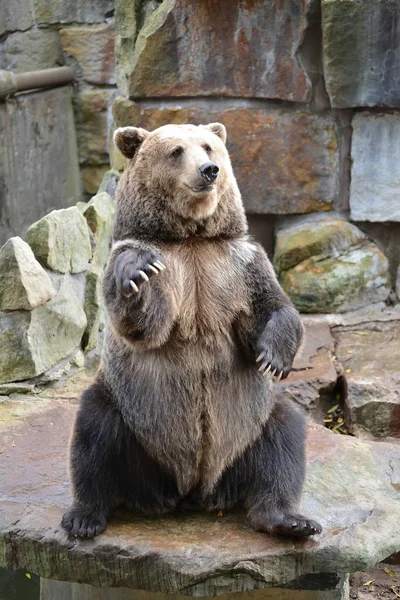 Бурый медведь (Ursus arctos Linnaeus) сидит на задних лапах в зоопарке — стоковое фото