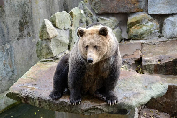 Бурый медведь (Ursus arctos Linnaeus) сидит на открытой местности в зоопарке — стоковое фото