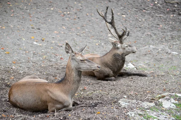 Два благородных оленя Европы (Cervus elaphus Linnaeus) лежат на земле в зоопарке — стоковое фото