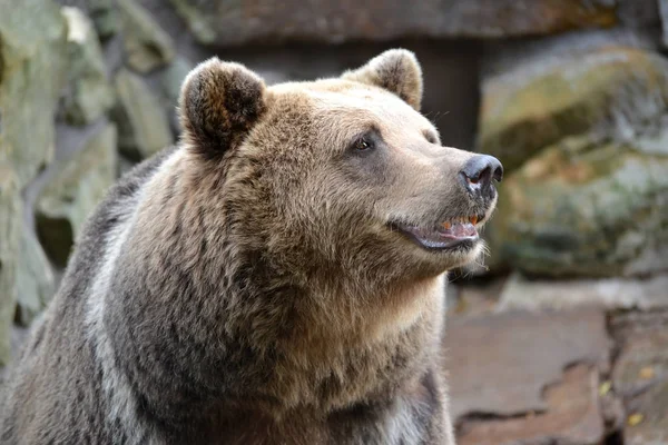 Retrato de urso pardo (Ursus arctos Linnaeus) no zoológico — Fotografia de Stock