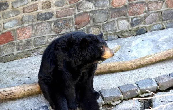 Медведь барибал (Ursus americanus Pallas) сидит на открытой местности в зоопарке — стоковое фото