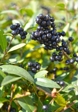 Sıradan Privet 'in meyveleri (Ligustrum vulgare L.)