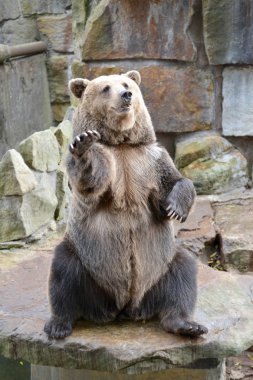 Yaygın ayı (Ursus arctos Linnaeus) patileri yukarıda, arka pençeleri üzerinde oturur.