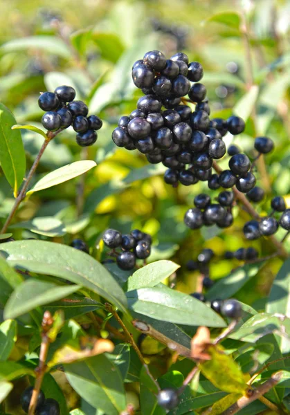 The fruits of the common Privet (Ligustrum vulgare L.) — Stock Photo, Image