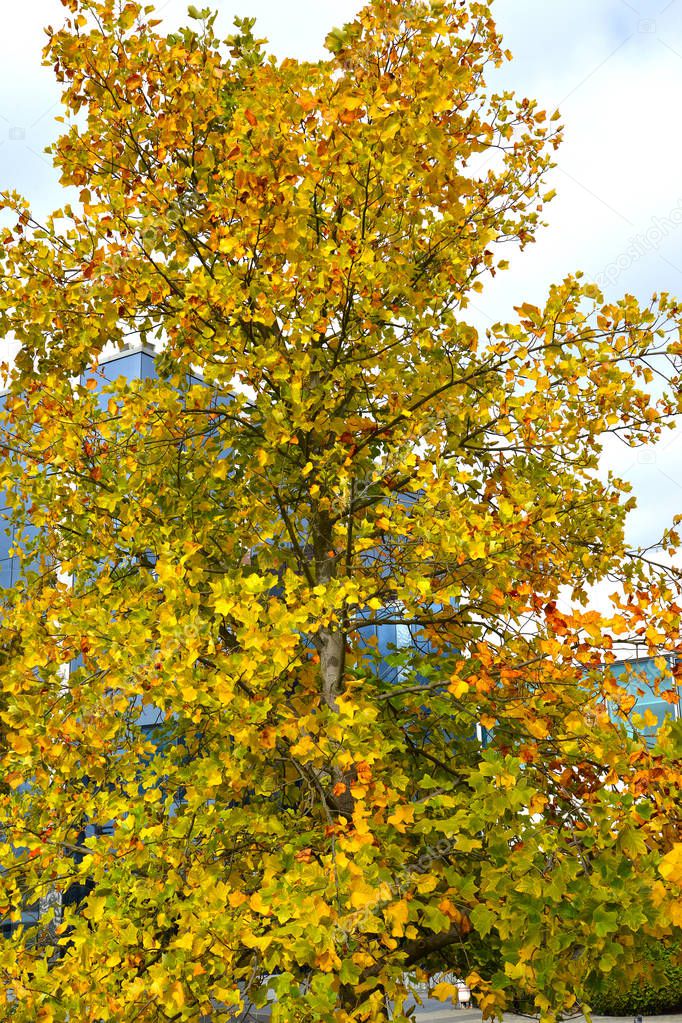 Liriodendron Tulip (Tulip tree) (Liriodendron tulipifera L.) on an autumn day