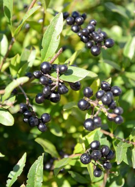 Olgun Privet meyveleri (Ligustrum vulgare L.)