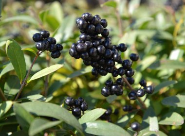    Siyah huş üzümü (Ligustrum vulgare L.)