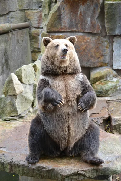 Ein Braunbär (ursus arctos linnaeus) sitzt auf seinen Hinterbeinen. Zoo — Stockfoto