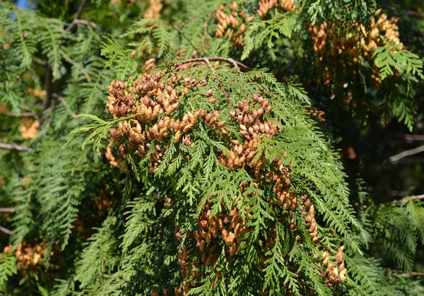 Mature cones thuja occidentalis (Thuja occidentalis L.) — Stock Photo, Image