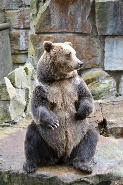 棕熊（Ursus arctos Linnaeus）坐在后爪上，从旁边看去 — 图库照片