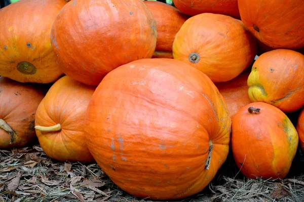 Orangen-Kürbis. Herbst — Stockfoto