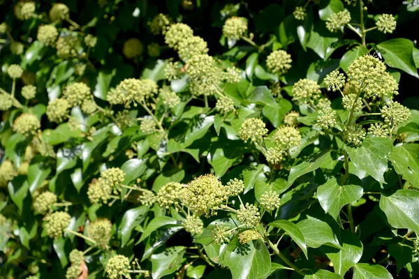 Flowering ivy common (Hedera helix L.) — Stock Photo, Image