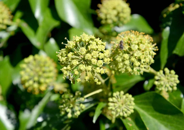 Common Ivy Flowers (Hedera helix L.), Large Plan