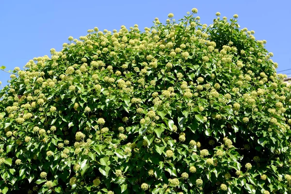 Common ivy blooms (Hedera helix L.) background blue sky — Stock Photo, Image