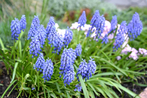 Niebieskie kwiaty cebuli gimmick są spartaczone (Muscari botryoides (L.) — Zdjęcie stockowe